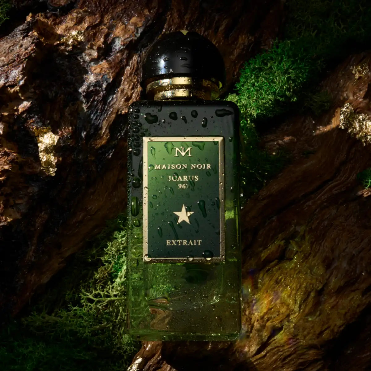 Maison Noir - Icarus 967