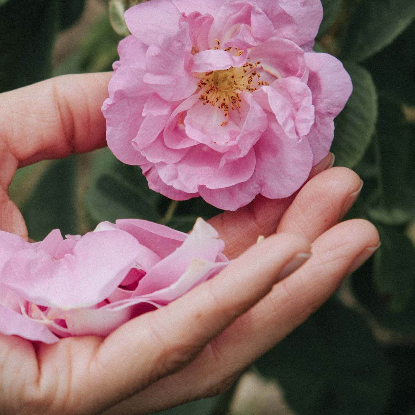 Vinoble Cosmetics - Damaszener Rosenblüten Hydrolat