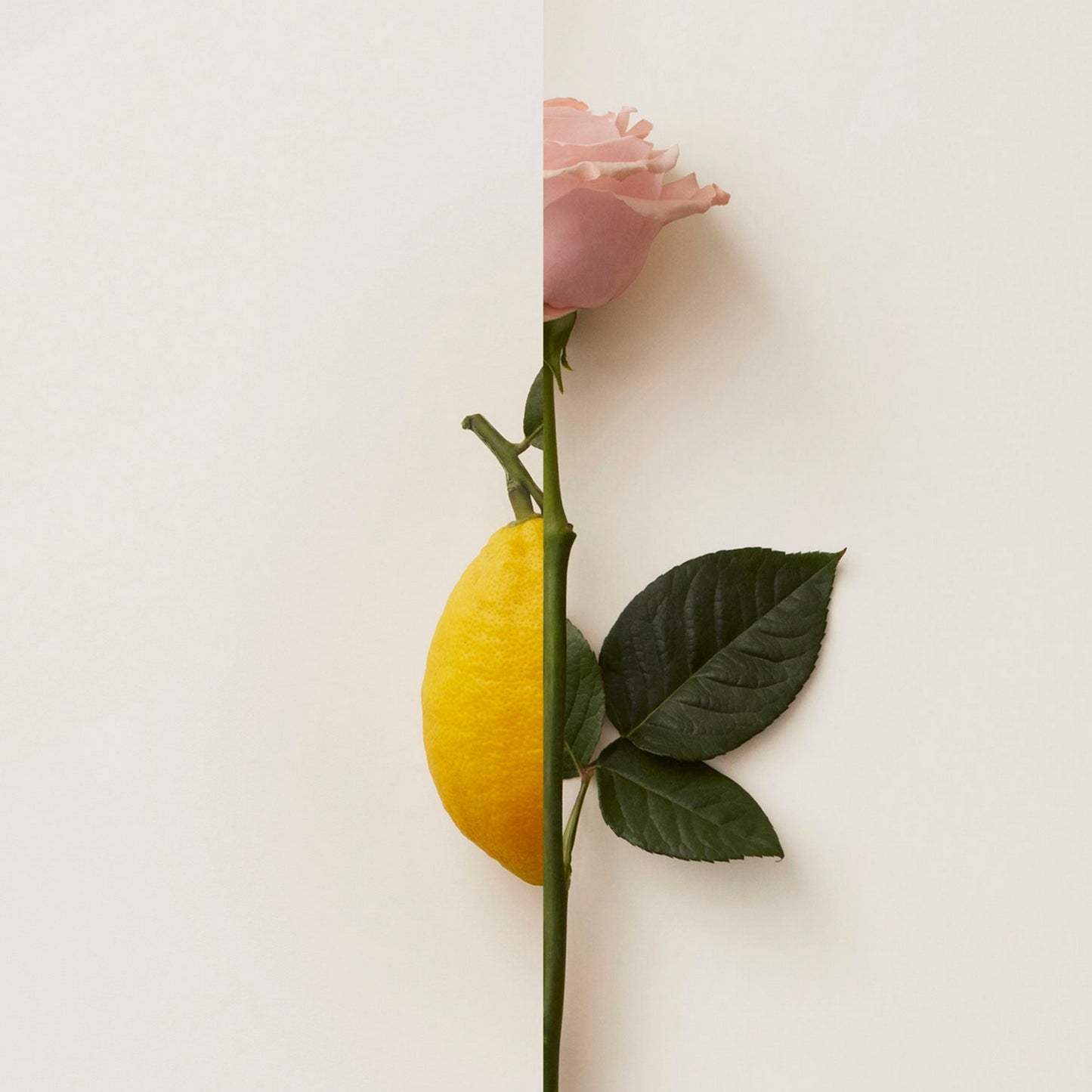 New Notes - Contemporary Blend Collection - Rosa Limone